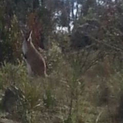 Notamacropus rufogriseus (Red-necked Wallaby) at Wamboin, NSW - 28 Oct 2017 by Varanus