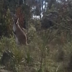 Notamacropus rufogriseus at Wamboin, NSW - 28 Oct 2017