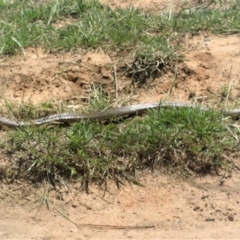 Pseudonaja textilis (Eastern Brown Snake) at QPRC LGA - 12 Nov 2007 by Varanus