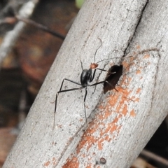 Leptomyrmex erythrocephalus (Spider ant) at Paddys River, ACT - 27 Oct 2017 by JohnBundock