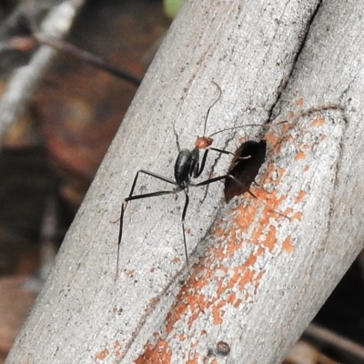 Leptomyrmex erythrocephalus (Spider ant) at Paddys River, ACT - 27 Oct 2017 by JohnBundock