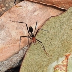 Leptomyrmex erythrocephalus at Paddys River, ACT - 27 Oct 2017 09:19 AM