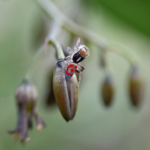 Maratus pavonis at Watson, ACT - suppressed