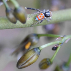 Maratus pavonis at Watson, ACT - suppressed