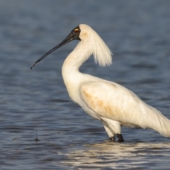 Platalea regia (Royal Spoonbill) at Mogareeka, NSW - 23 Oct 2017 by Leo