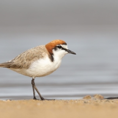 Anarhynchus ruficapillus (Red-capped Plover) at Mogareeka, NSW - 28 Oct 2017 by Leo