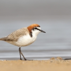 Charadrius ruficapillus (Red-capped Plover) at Mogareeka, NSW - 27 Oct 2017 by Leo