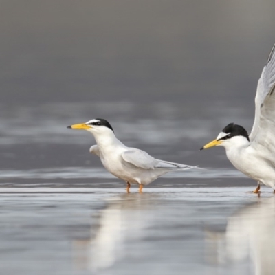 Sternula albifrons (Little Tern) at Mogareeka, NSW - 28 Oct 2017 by Leo