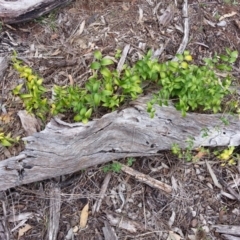 Asparagus asparagoides (Bridal Creeper, Florist's Smilax) at Mount Ainslie - 27 Oct 2017 by SilkeSma