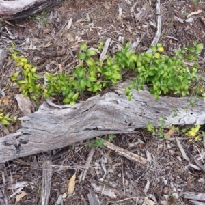 Asparagus asparagoides at Ainslie, ACT - 28 Oct 2017