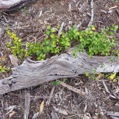 Asparagus asparagoides (Bridal Creeper, Florist's Smilax) at Mount Ainslie - 27 Oct 2017 by SilkeSma