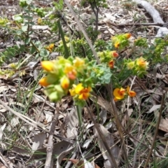 Pultenaea spinosa (Spiny Bush-pea, Grey Bush-pea) at Ainslie, ACT - 28 Oct 2017 by SilkeSma