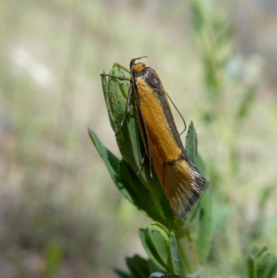 Philobota undescribed species near arabella (A concealer moth) at Wandiyali-Environa Conservation Area - 28 Oct 2017 by Wandiyali