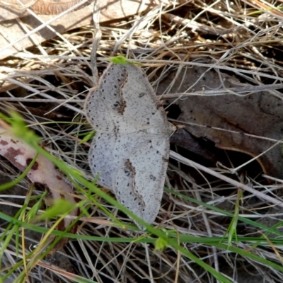 Taxeotis stereospila (Oval-spot Taxeotis (Oenochrominae) at Googong, NSW - 28 Oct 2017 by Wandiyali