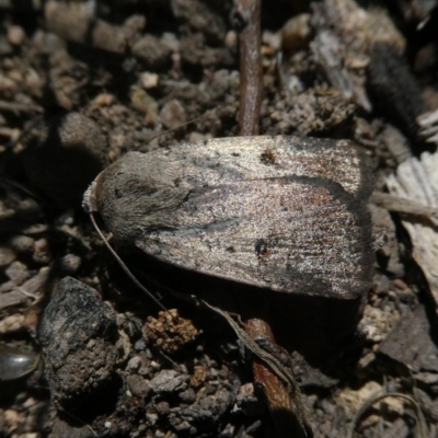 Proteuxoa (genus) (A Noctuid moth) at QPRC LGA - 28 Oct 2017 by Wandiyali
