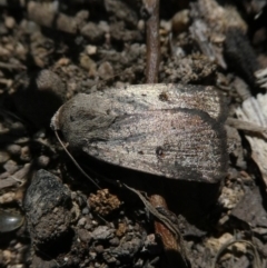 Proteuxoa (genus) (A Noctuid moth) at Googong, NSW - 28 Oct 2017 by Wandiyali