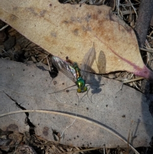 Austrosciapus connexus at Googong, NSW - 28 Oct 2017 01:50 PM