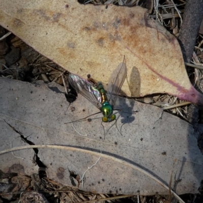 Austrosciapus connexus (Green long-legged fly) at QPRC LGA - 28 Oct 2017 by Wandiyali