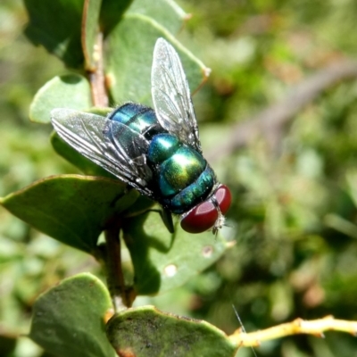 Chrysomya sp. (genus) (A green/blue blowfly) at Googong, NSW - 28 Oct 2017 by Wandiyali