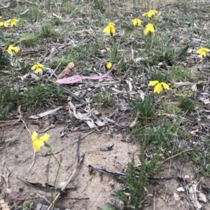 Goodenia pinnatifida at Hackett, ACT - 30 Oct 2017