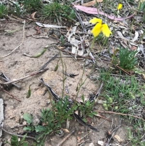 Goodenia pinnatifida at Hackett, ACT - 30 Oct 2017