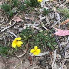 Goodenia pinnatifida at Hackett, ACT - 30 Oct 2017