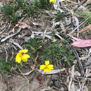 Goodenia pinnatifida at Hackett, ACT - 30 Oct 2017