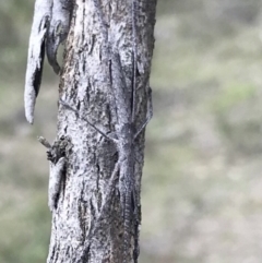 Zaprochilus australis at Bungendore, NSW - 28 Oct 2017