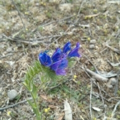 Echium plantagineum (Paterson's Curse) at Majura, ACT - 28 Oct 2017 by WalterEgo