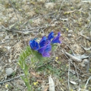 Echium plantagineum at Majura, ACT - 28 Oct 2017