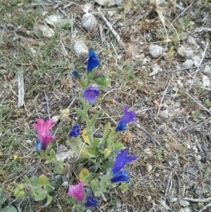 Echium plantagineum at Majura, ACT - 28 Oct 2017