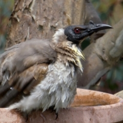 Philemon corniculatus (Noisy Friarbird) at Googong, NSW - 28 Oct 2017 by Wandiyali
