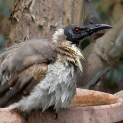 Philemon corniculatus (Noisy Friarbird) at QPRC LGA - 28 Oct 2017 by Wandiyali