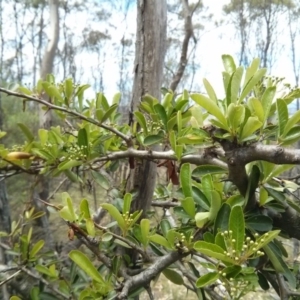 Pyracantha fortuneana at Majura, ACT - 28 Oct 2017