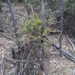 Pyracantha fortuneana at Majura, ACT - 28 Oct 2017