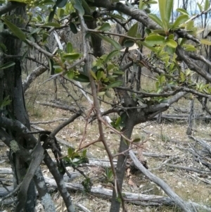 Pyracantha fortuneana at Majura, ACT - 28 Oct 2017