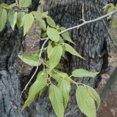 Celtis australis (Nettle Tree) at Mount Ainslie - 28 Oct 2017 by WalterEgo