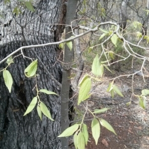 Celtis australis at Majura, ACT - 28 Oct 2017 12:54 PM