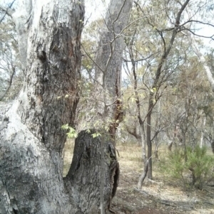 Celtis australis at Majura, ACT - 28 Oct 2017 12:54 PM