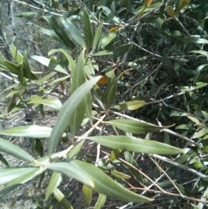 Olea europaea subsp. cuspidata at Majura, ACT - 28 Oct 2017 12:55 PM