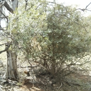 Olea europaea subsp. cuspidata at Majura, ACT - 28 Oct 2017 12:55 PM