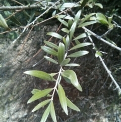 Olea europaea subsp. cuspidata at Majura, ACT - 28 Oct 2017 12:55 PM