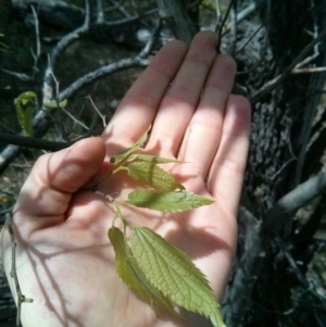 Celtis australis at Majura, ACT - 28 Oct 2017