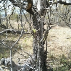 Celtis australis at Majura, ACT - 28 Oct 2017