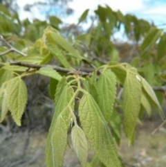 Celtis australis (Nettle Tree) at Mount Ainslie - 28 Oct 2017 by WalterEgo