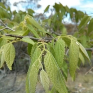 Celtis australis at Majura, ACT - 28 Oct 2017 01:02 PM