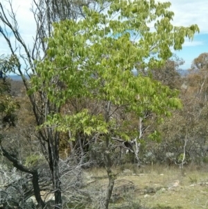 Celtis australis at Majura, ACT - 28 Oct 2017