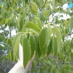 Celtis australis at Majura, ACT - 28 Oct 2017 01:02 PM