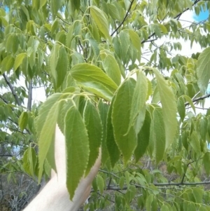 Celtis australis at Majura, ACT - 28 Oct 2017 01:02 PM