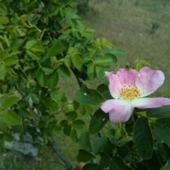 Rosa rubiginosa (Sweet Briar, Eglantine) at Mount Ainslie - 28 Oct 2017 by WalterEgo